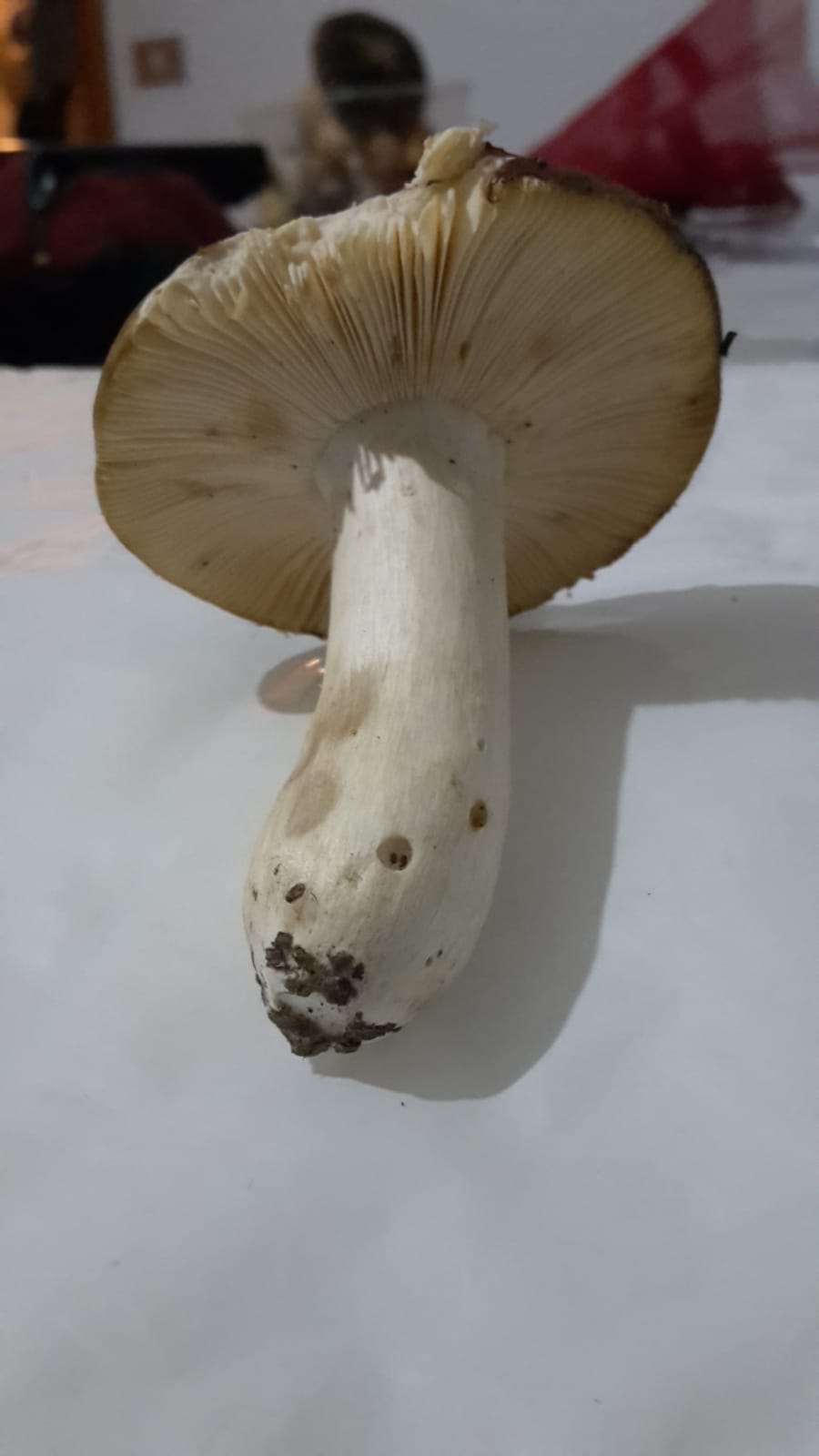 Russula ignota insidiosa